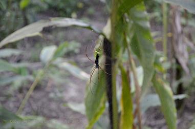 Thekkady, Abrahams Spice Garden, Spinnerin_DSC7233_H600